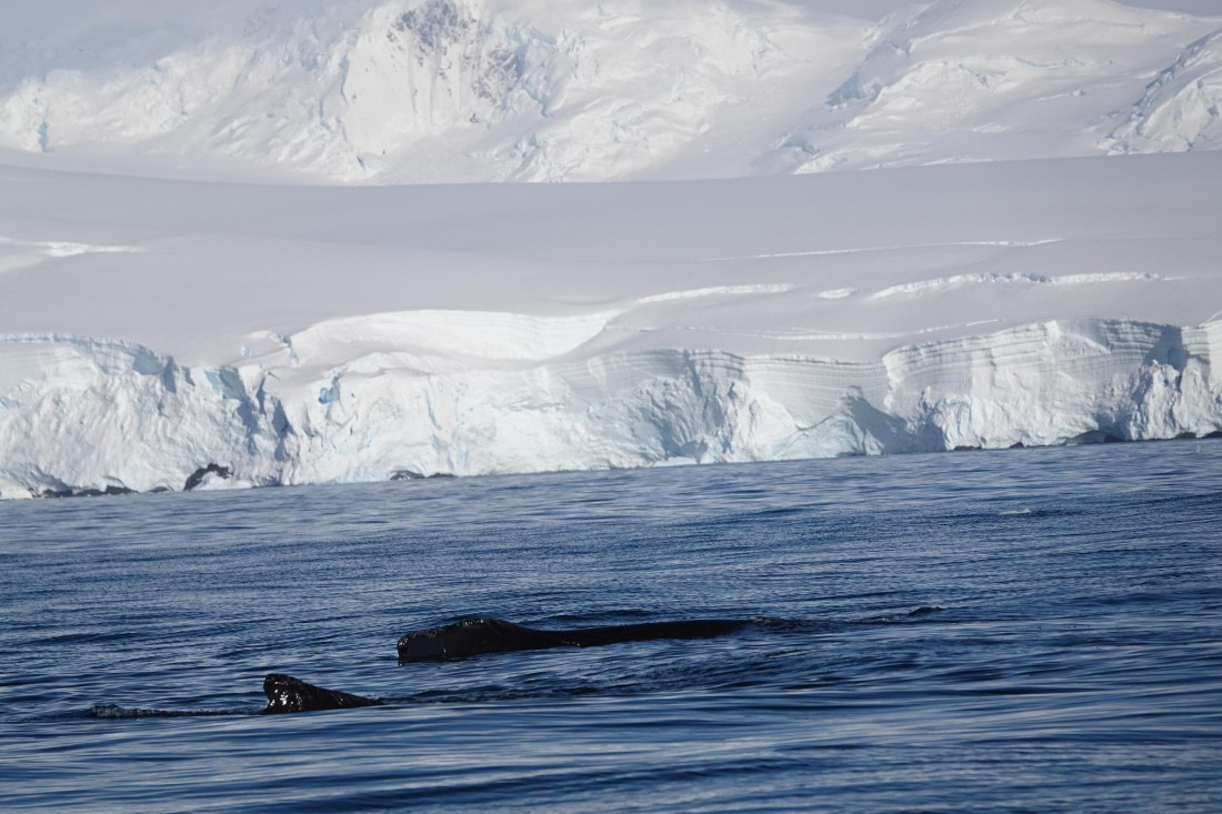 HDS27-26, Day 5, DSC04434 © Unknown photographer - Oceanwide Expeditions.JPG