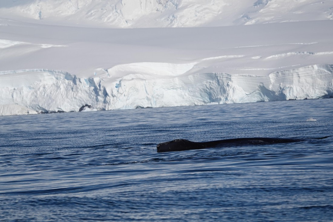 HDS27-26, Day 5, DSC04435 © Unknown photographer - Oceanwide Expeditions.JPG