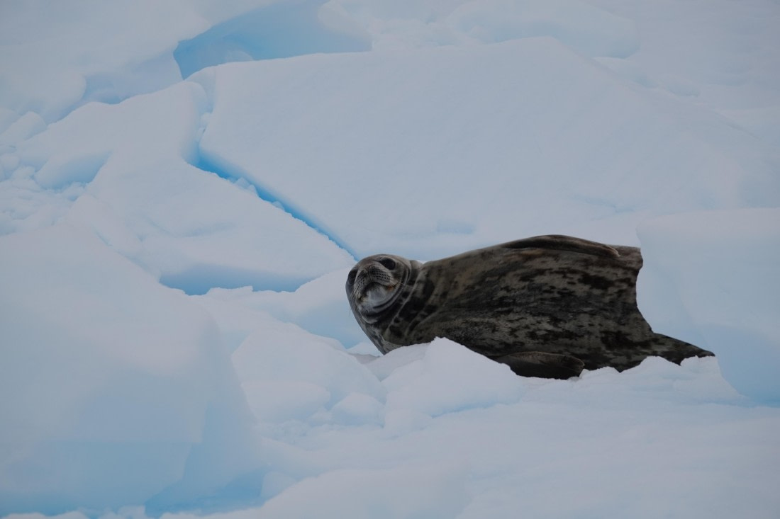HDS27-26, Day 5, DSC04451 © Unknown photographer - Oceanwide Expeditions.JPG