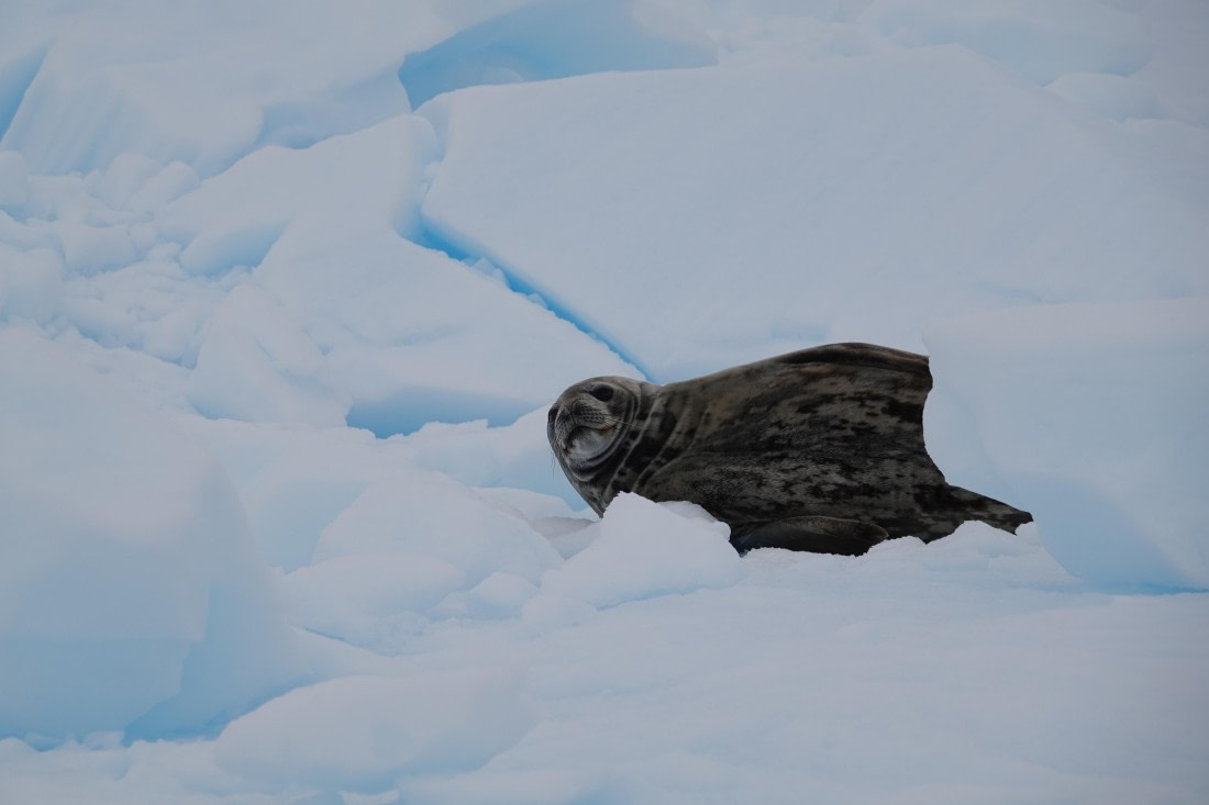 HDS27-26, Day 5, DSC04452 © Unknown photographer - Oceanwide Expeditions.JPG