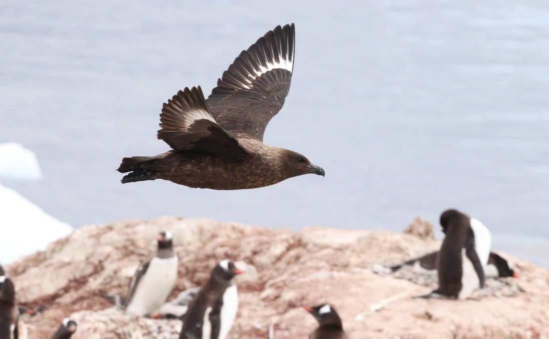 HDS27-26, Day 5, IMG_9003 © Unknown photographer - Oceanwide Expeditions.JPG
