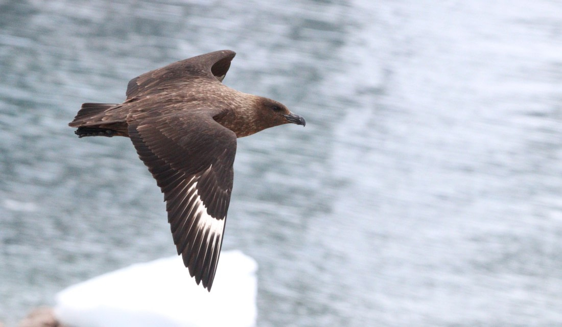HDS27-26, Day 5, IMG_9004 © Unknown photographer - Oceanwide Expeditions.JPG