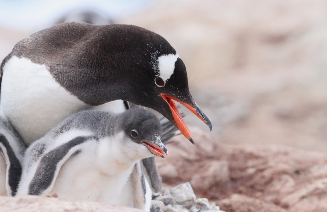 HDS27-26, Day 5, IMG_9021 © Unknown photographer - Oceanwide Expeditions.JPG