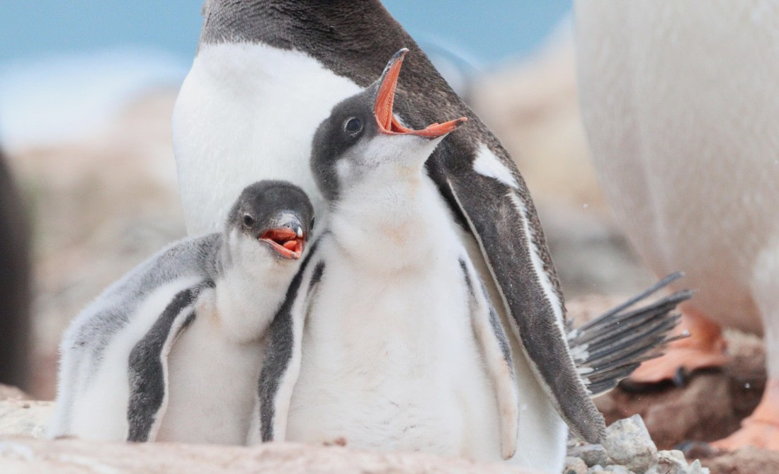 HDS27-26, Day 5, IMG_9027 © Unknown photographer - Oceanwide Expeditions.JPG
