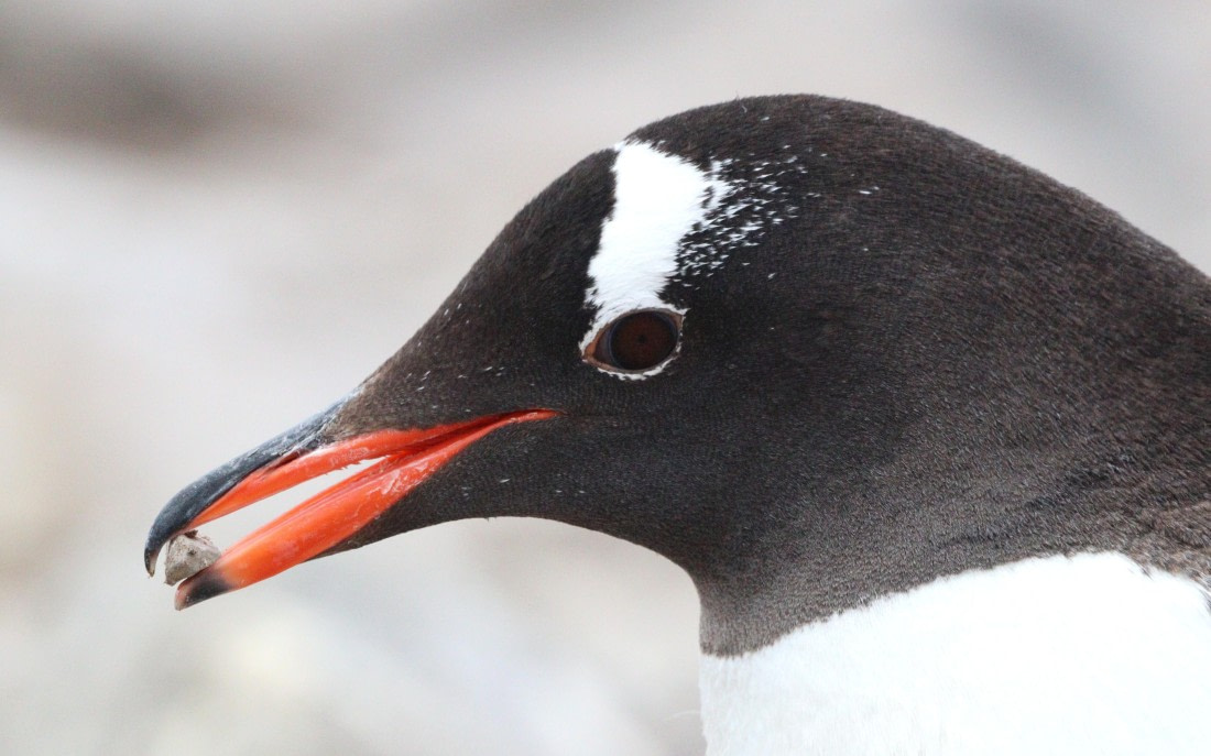 HDS27-26, Day 5, IMG_9083 © Unknown photographer - Oceanwide Expeditions.JPG