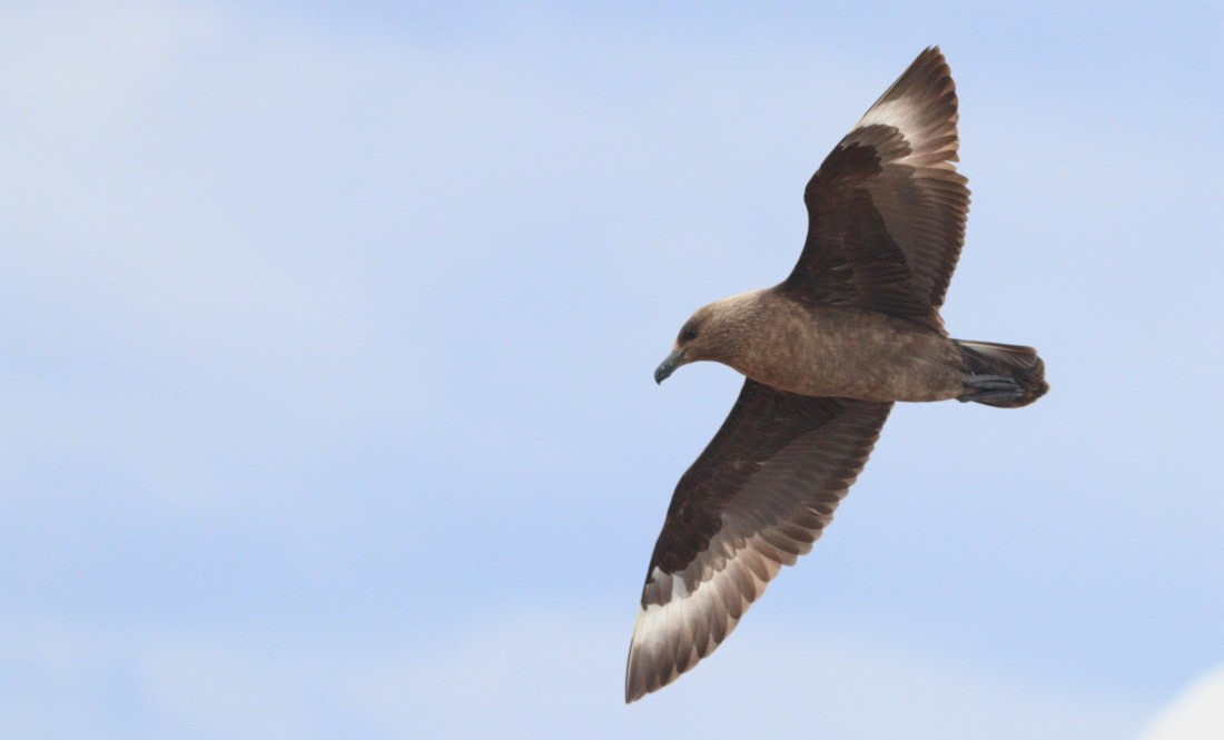 HDS27-26, Day 5, IMG_9114 © Unknown photographer - Oceanwide Expeditions.JPG