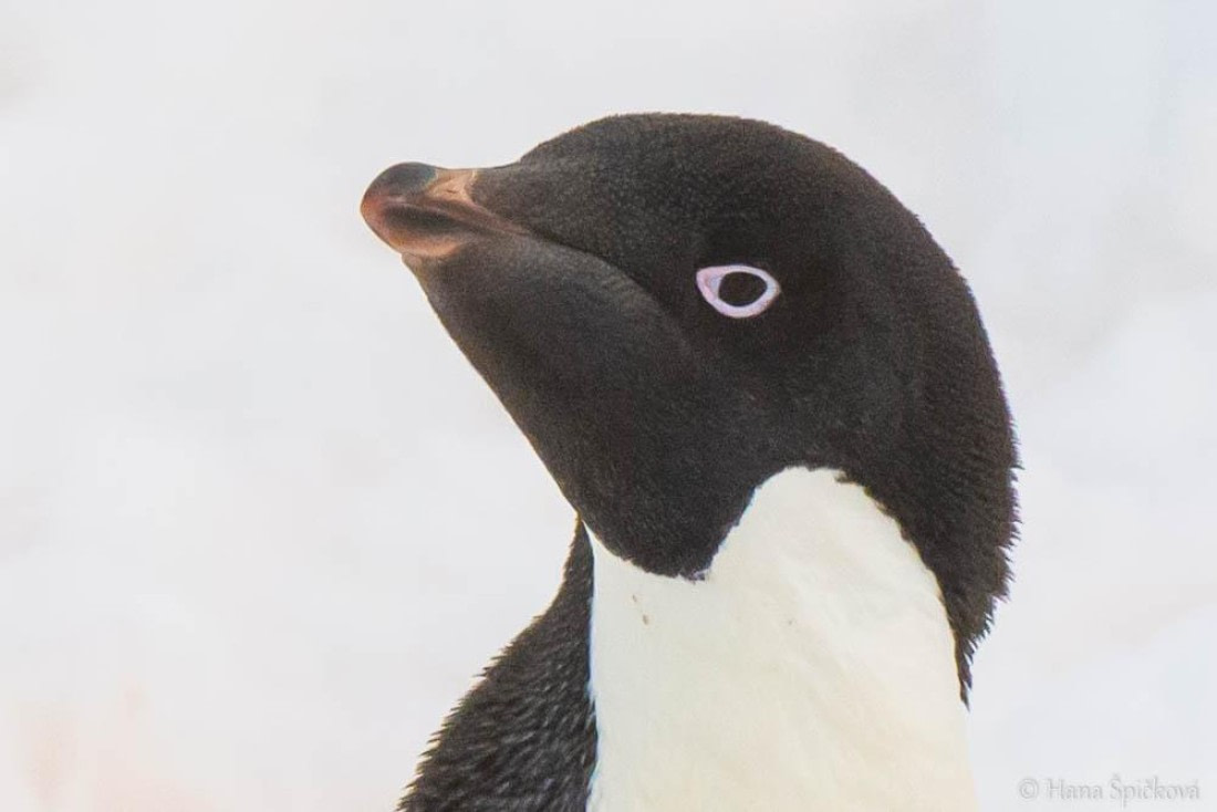 HDS27-26, Day 6, _DSC9092 Hana (5) © Hana Spickova - Oceanwide Expeditions.jpg