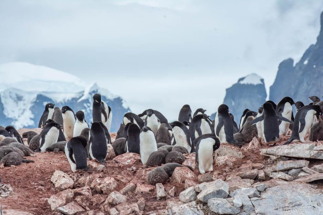 HDS27-26, Day 6, _DSC9092 Hana (6) © Hana Spickova - Oceanwide Expeditions.jpg