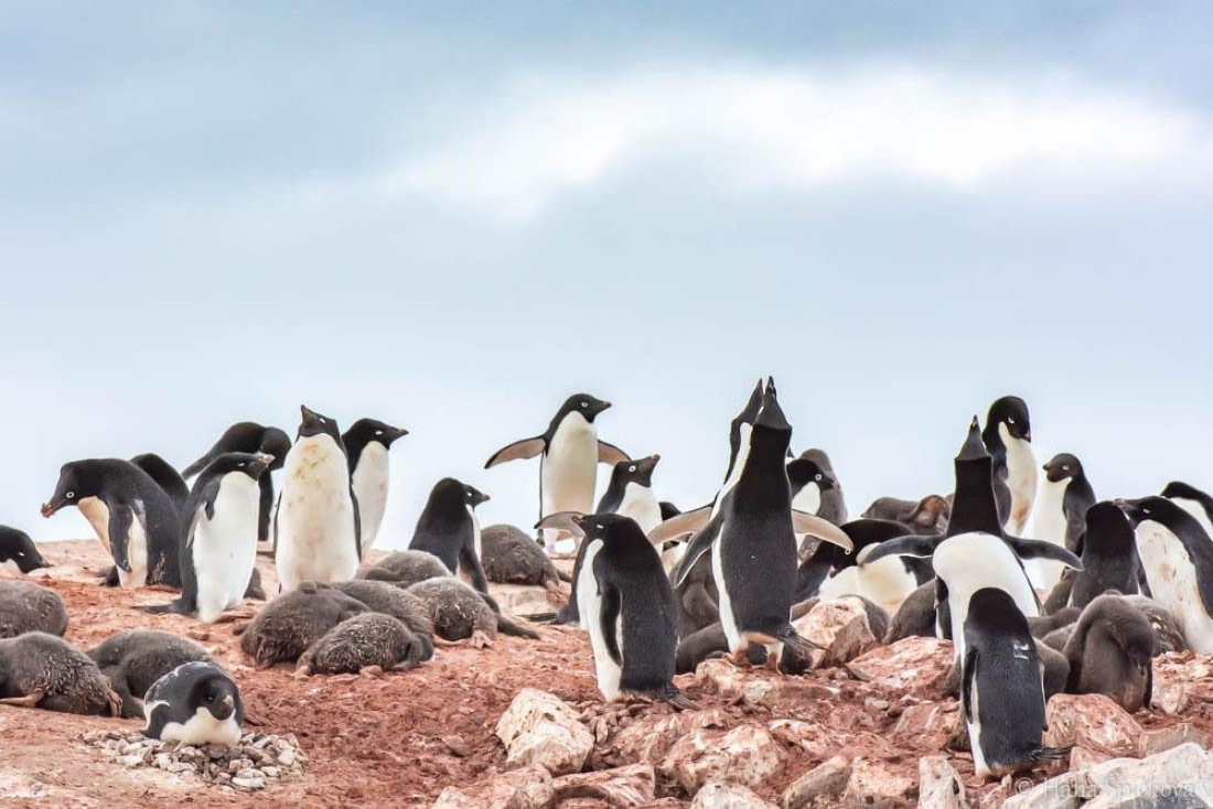 HDS27-26, Day 6, _DSC9092 Hana (9) © Hana Spickova - Oceanwide Expeditions.jpg