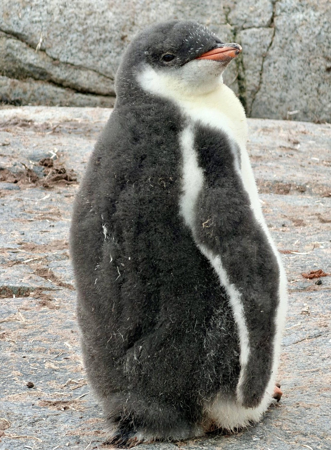 HDS27-26, Day 6, IMG_1573 © Unknown photographer - Oceanwide Expeditions.jpg