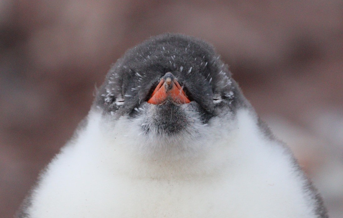 HDS27-26, Day 6, IMG_9230 © Unknown photographer - Oceanwide Expeditions.JPG