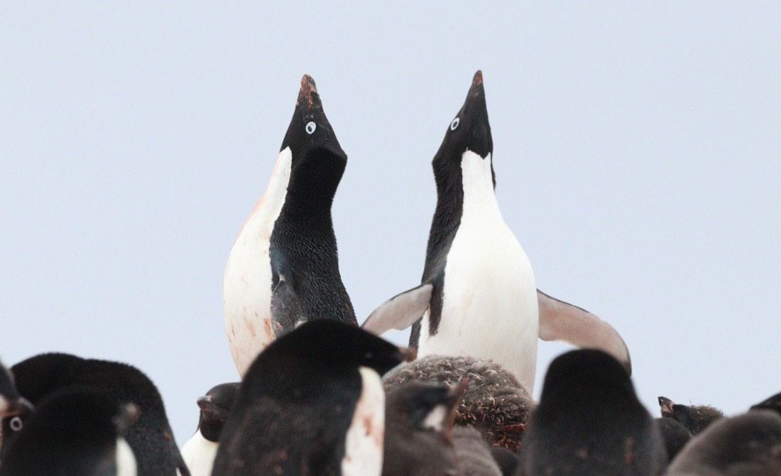 HDS27-26, Day 6, IMG_9243 © Unknown photographer - Oceanwide Expeditions.JPG