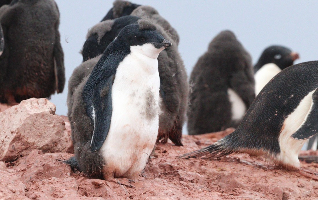 HDS27-26, Day 6, IMG_9253 © Unknown photographer - Oceanwide Expeditions.JPG