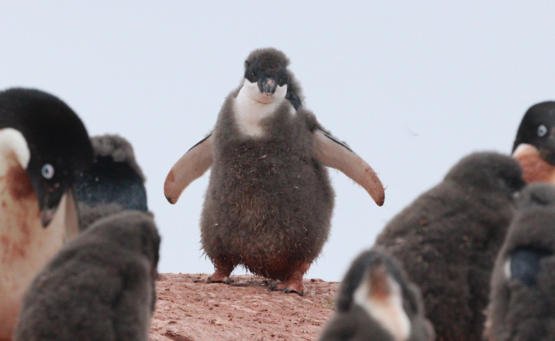 HDS27-26, Day 6, IMG_9269 © Unknown photographer - Oceanwide Expeditions.JPG