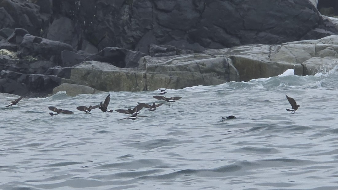 HDS27-26, Day 6, Jodi-20260123_145449 © Jodi Gaylord - Oceanwide Expeditions.jpg