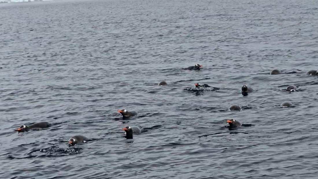 HDS27-26, Day 7, 20260124_094145_Jodi © Jodi Gaylord - Oceanwide Expeditions.jpg