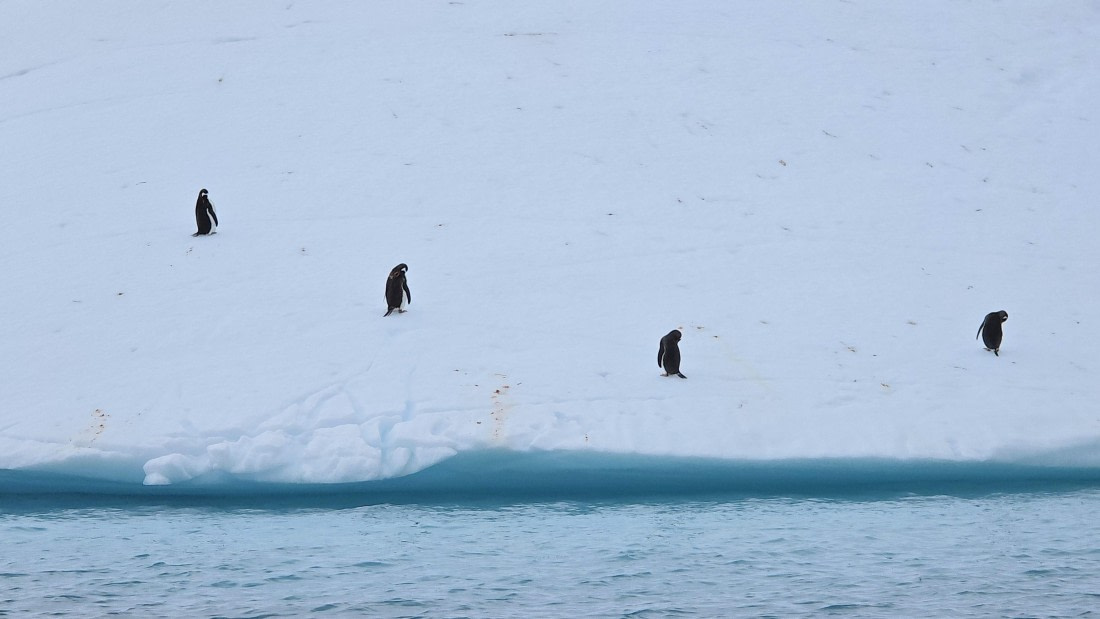 HDS27-26, Day 7, 20260124_104342-Jodi © Jodi Gaylord - Oceanwide Expeditions.jpg