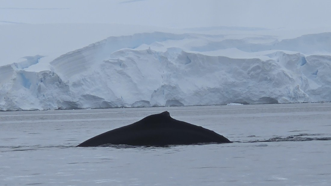 HDS27-26, Day 7, 20260124_105513-Jodi © Jodi Gaylord - Oceanwide Expeditions.jpg