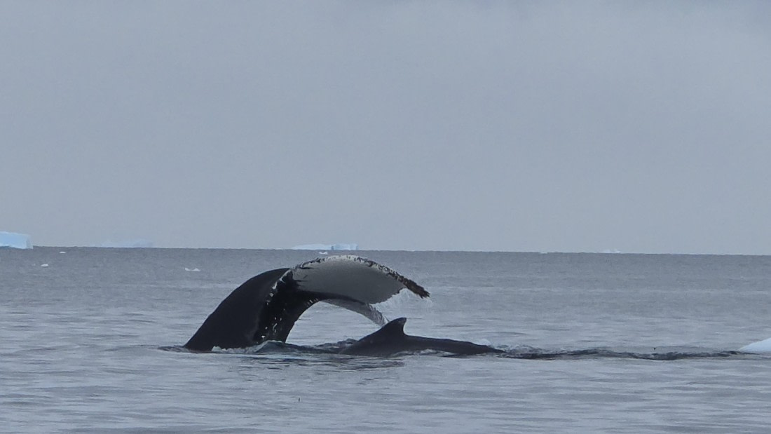 HDS27-26, Day 7, 20260124_105708-Jodi © Jodi Gaylord - Oceanwide Expeditions.jpg