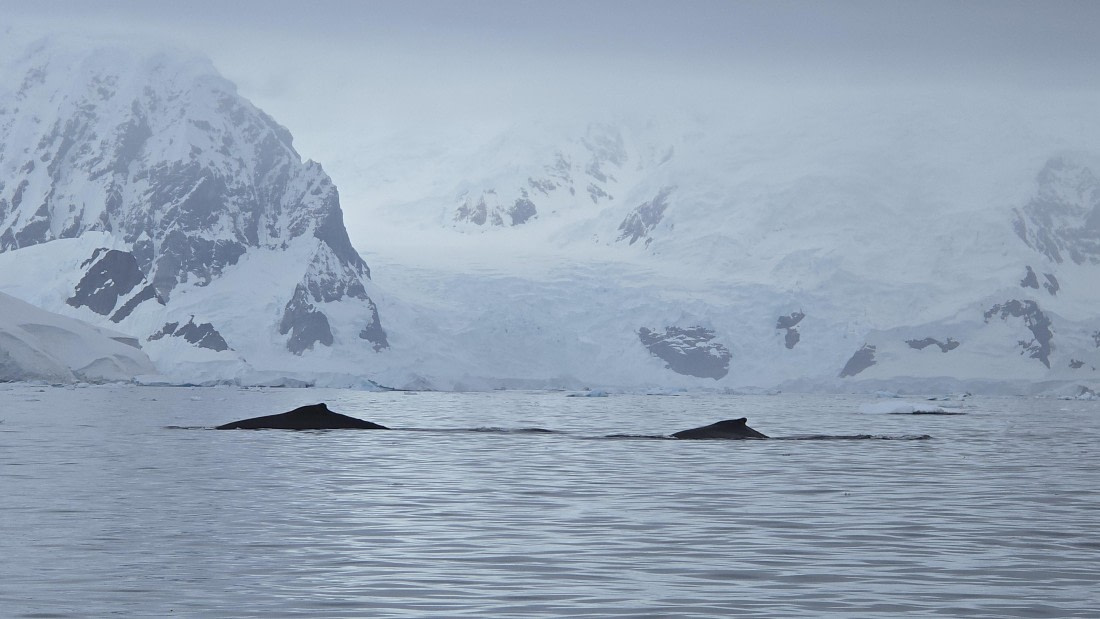 HDS27-26, Day 7, 20260124_111452-Jodi © Jodi Gaylord - Oceanwide Expeditions.jpg