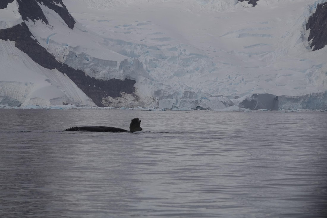 HDS27-26, Day 7, DSC04482 © Unknown photographer - Oceanwide Expeditions.JPG