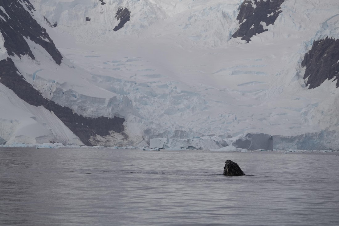 HDS27-26, Day 7, DSC04483 © Unknown photographer - Oceanwide Expeditions.JPG