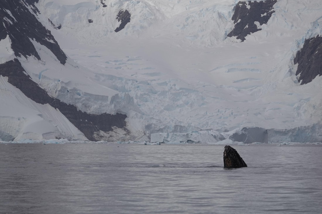 HDS27-26, Day 7, DSC04484 © Unknown photographer - Oceanwide Expeditions.JPG