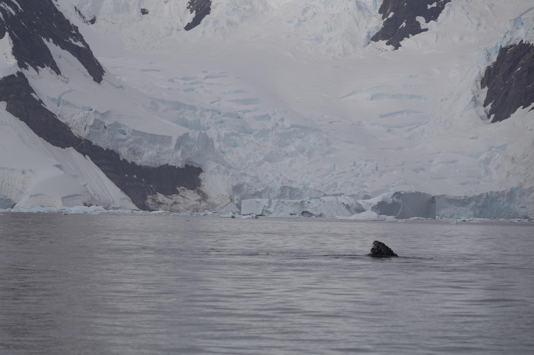 HDS27-26, Day 7, DSC04485 © Unknown photographer - Oceanwide Expeditions.JPG