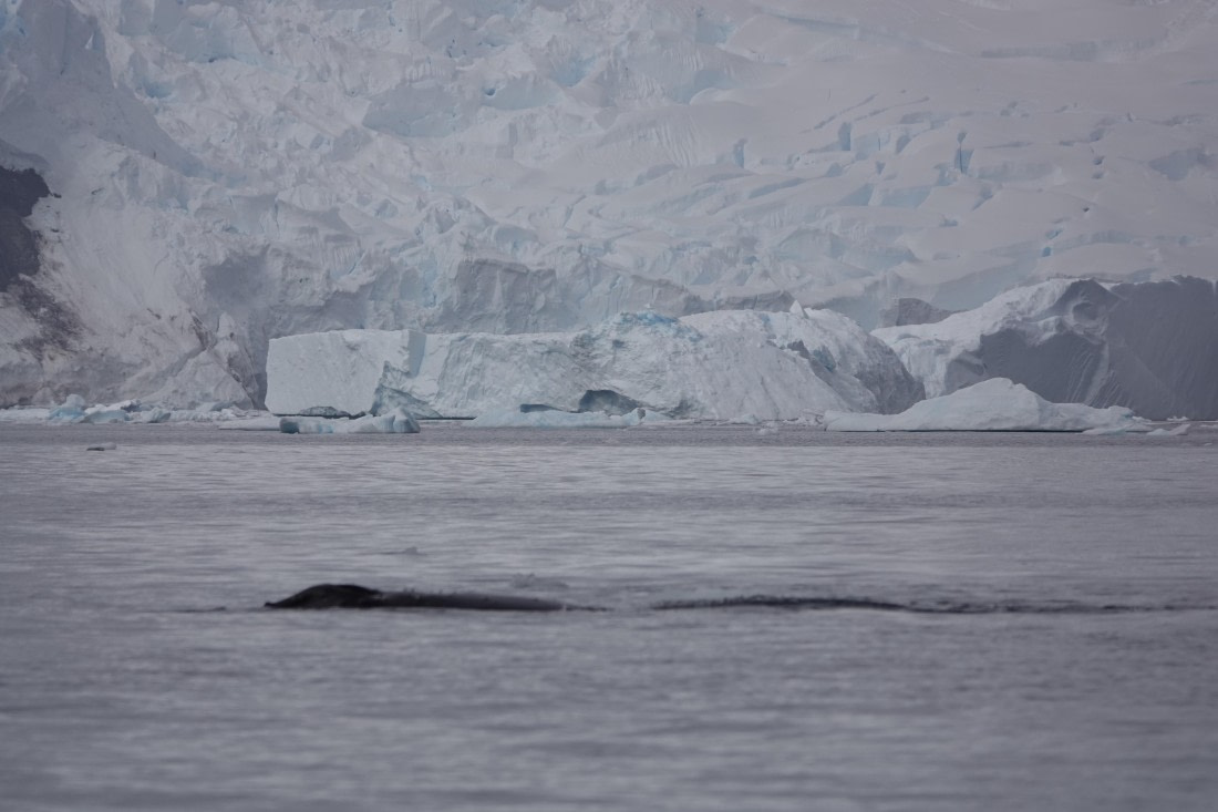 HDS27-26, Day 7, DSC04491 © Unknown photographer - Oceanwide Expeditions.JPG