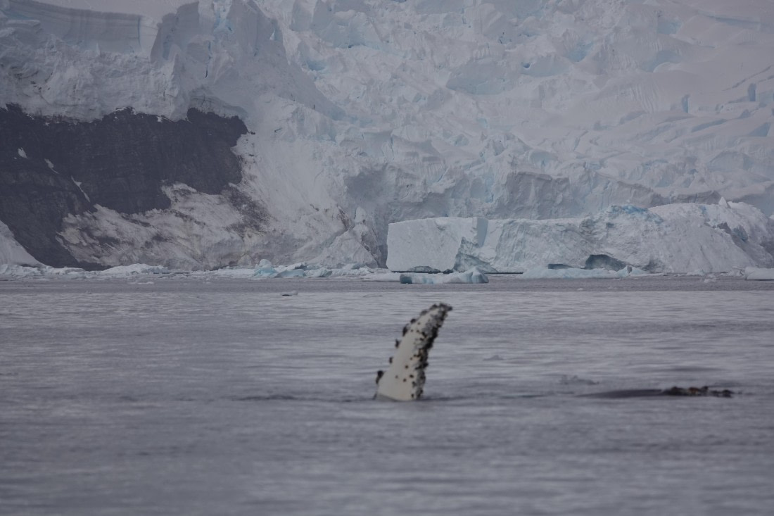 HDS27-26, Day 7, DSC04492 © Unknown photographer - Oceanwide Expeditions.JPG