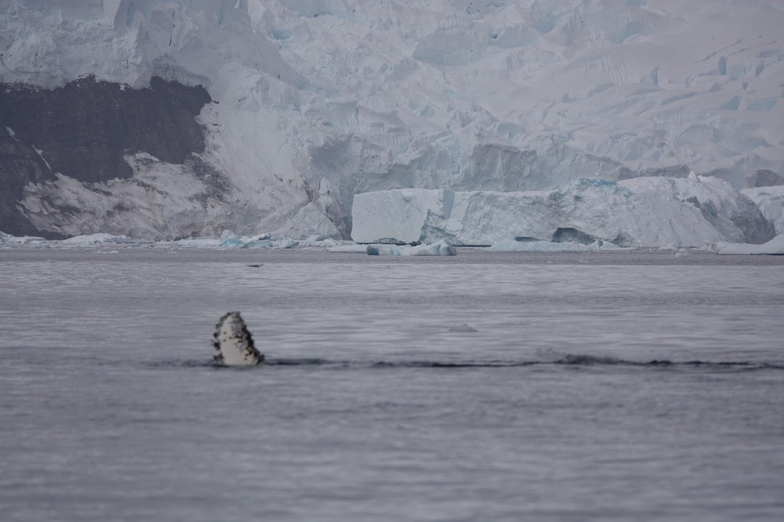 HDS27-26, Day 7, DSC04493 © Unknown photographer - Oceanwide Expeditions.JPG
