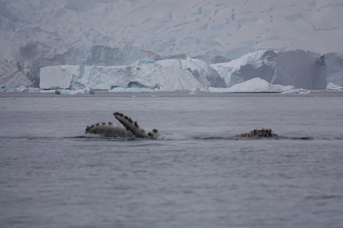 HDS27-26, Day 7, DSC04494 © Unknown photographer - Oceanwide Expeditions.JPG