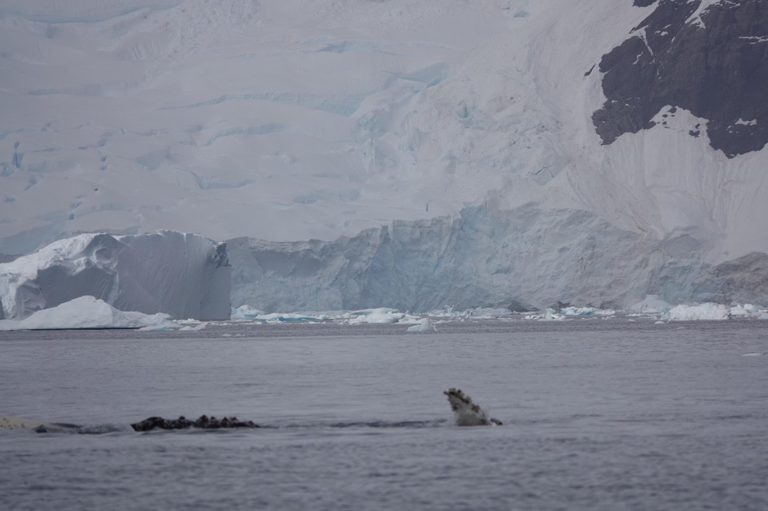 HDS27-26, Day 7, DSC04495 © Unknown photographer - Oceanwide Expeditions.JPG