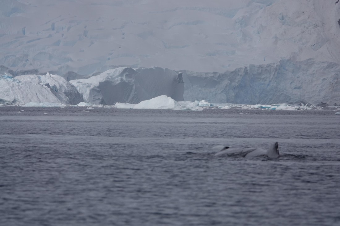 HDS27-26, Day 7, DSC04498 © Unknown photographer - Oceanwide Expeditions.JPG