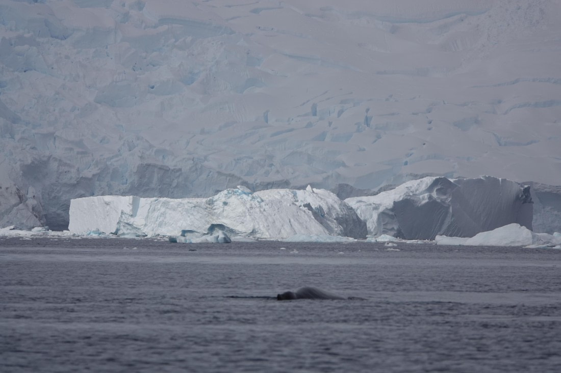 HDS27-26, Day 7, DSC04499 © Unknown photographer - Oceanwide Expeditions.JPG
