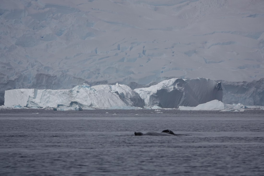 HDS27-26, Day 7, DSC04500 © Unknown photographer - Oceanwide Expeditions.JPG
