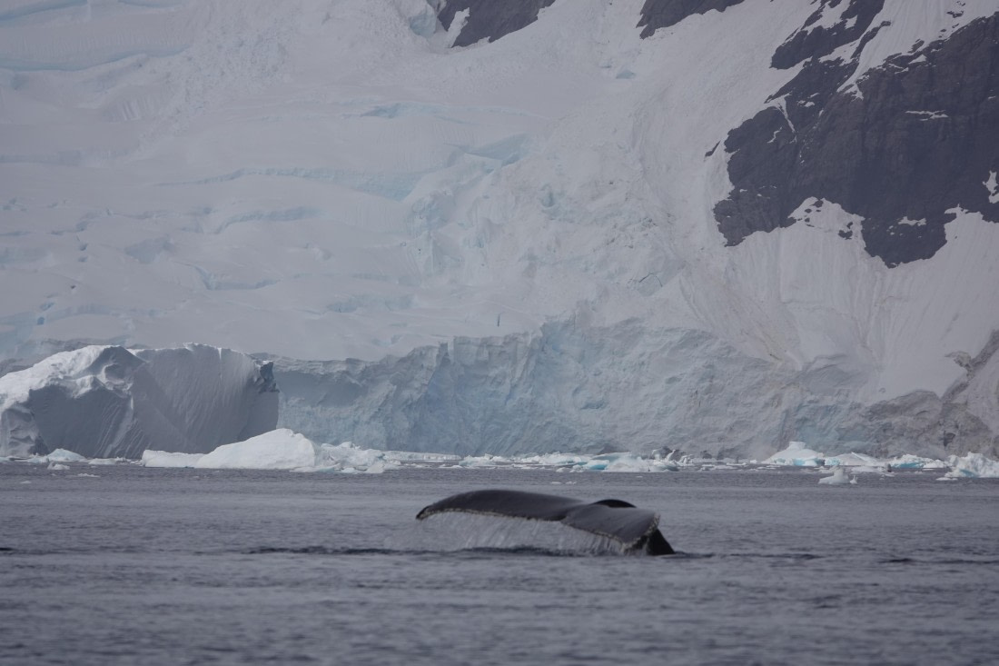 HDS27-26, Day 7, DSC04502 © Unknown photographer - Oceanwide Expeditions.JPG