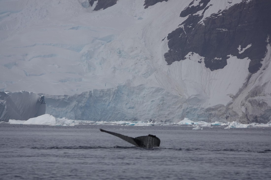 HDS27-26, Day 7, DSC04503 © Unknown photographer - Oceanwide Expeditions.JPG