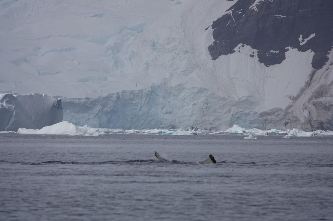 HDS27-26, Day 7, DSC04504 © Unknown photographer - Oceanwide Expeditions.JPG