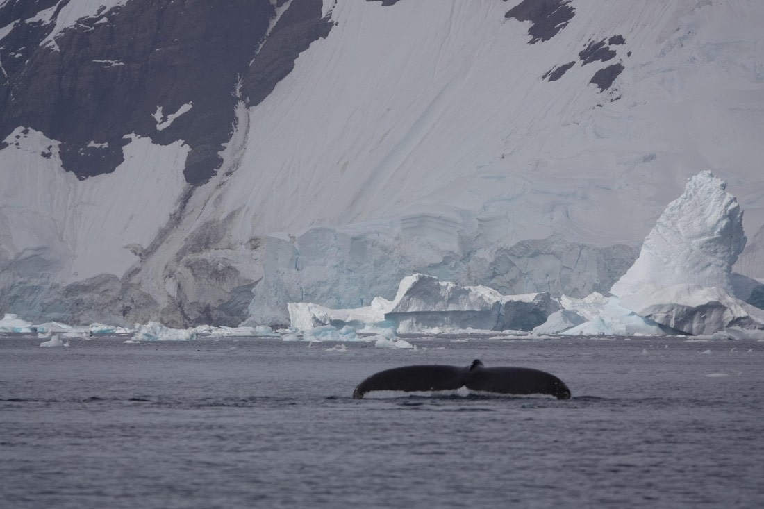 HDS27-26, Day 7, DSC04505 © Unknown photographer - Oceanwide Expeditions.JPG