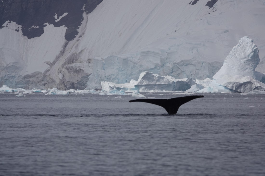 HDS27-26, Day 7, DSC04507 © Unknown photographer - Oceanwide Expeditions.JPG