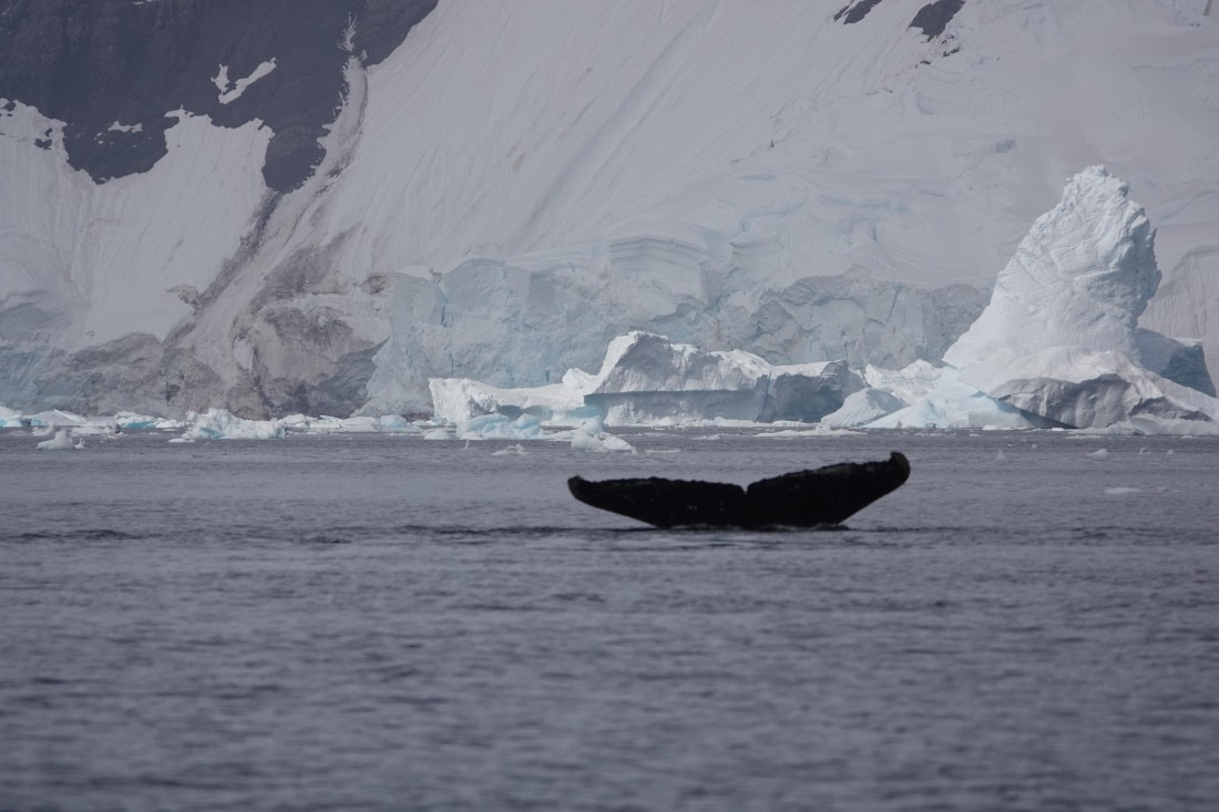 HDS27-26, Day 7, DSC04508 © Unknown photographer - Oceanwide Expeditions.JPG