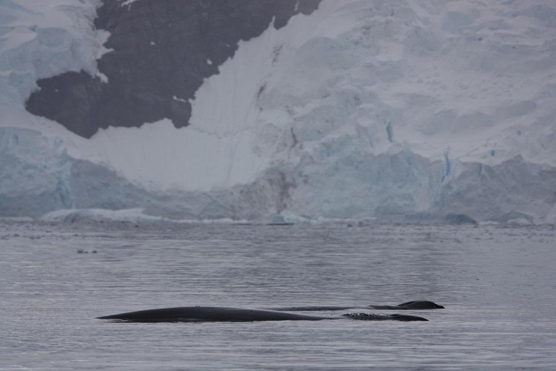 HDS27-26, Day 7, DSC04510 © Unknown photographer - Oceanwide Expeditions.JPG