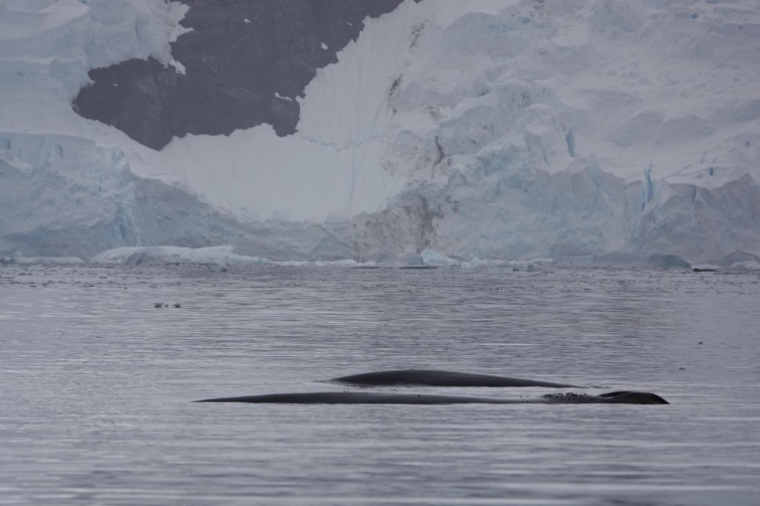 HDS27-26, Day 7, DSC04511 © Unknown photographer - Oceanwide Expeditions.JPG