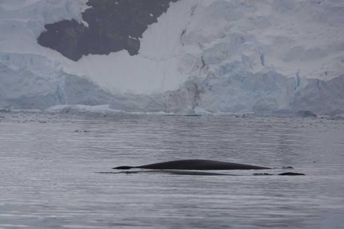 HDS27-26, Day 7, DSC04512 © Unknown photographer - Oceanwide Expeditions.JPG