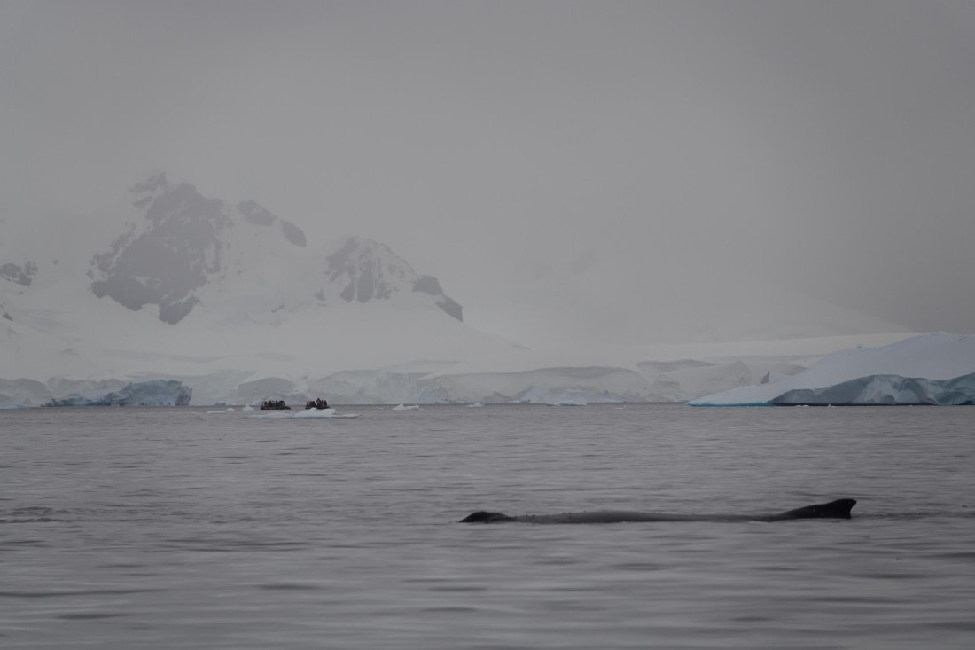 HDS27-26, Day 7, DSC04528 © Unknown photographer - Oceanwide Expeditions.JPG