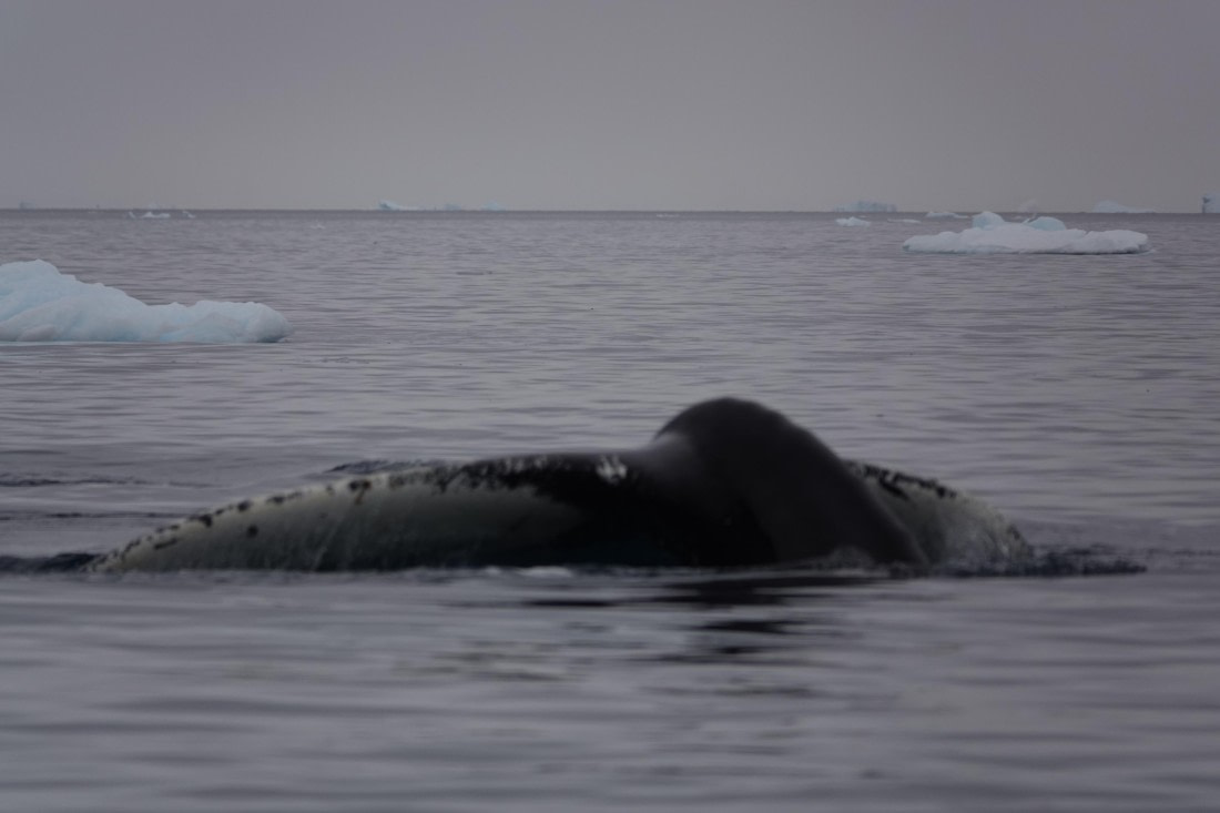 HDS27-26, Day 7, DSC04530 © Unknown photographer - Oceanwide Expeditions.JPG