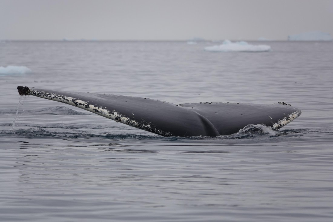 HDS27-26, Day 7, DSC04532 © Unknown photographer - Oceanwide Expeditions.JPG