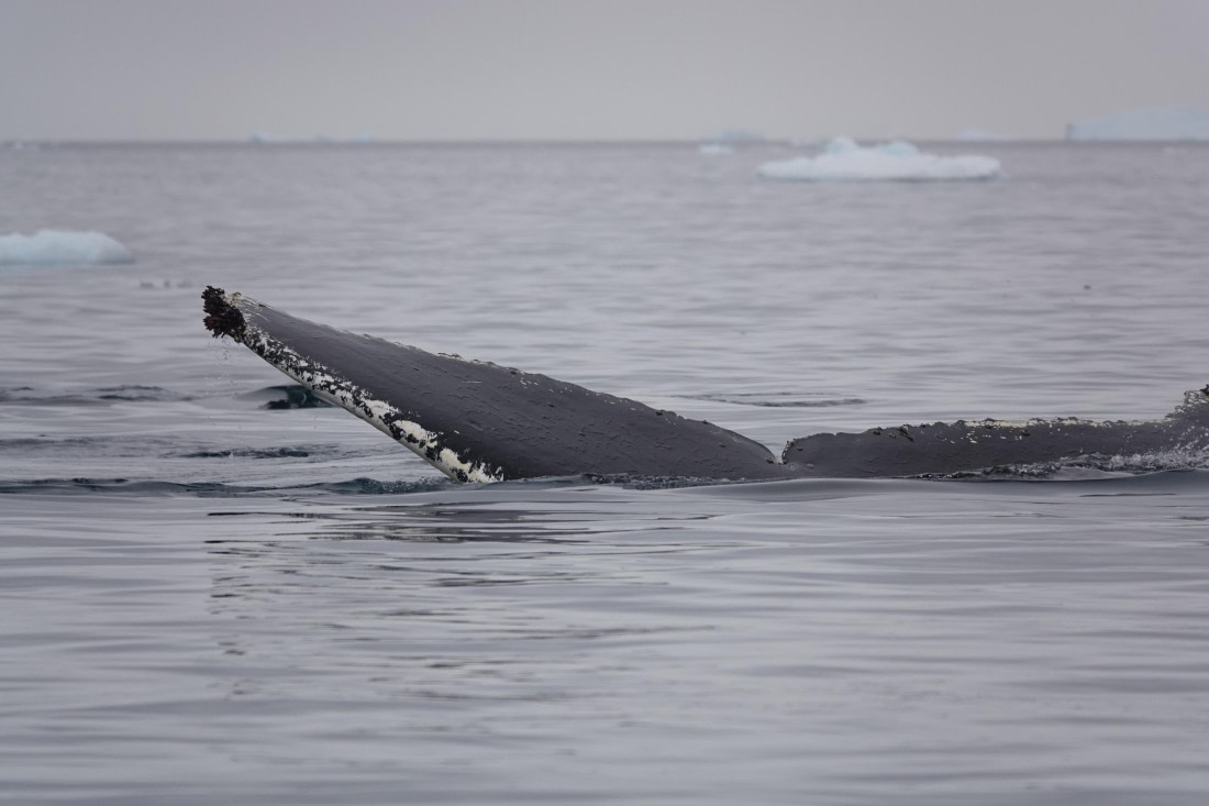 HDS27-26, Day 7, DSC04533 © Unknown photographer - Oceanwide Expeditions.JPG