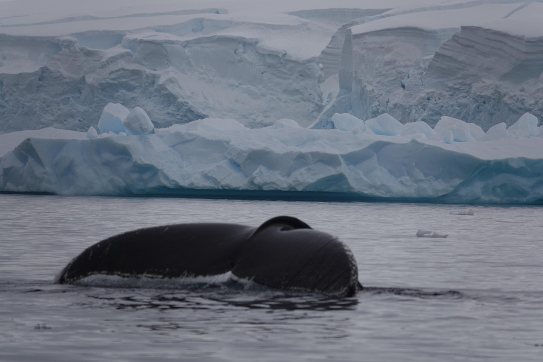 HDS27-26, Day 7, DSC04535 © Unknown photographer - Oceanwide Expeditions.JPG